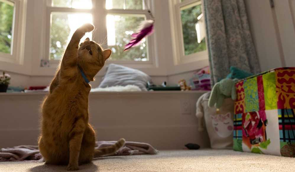 Black cat licking smiling girl on face