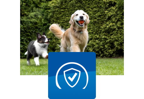 Dwa psy bawiące się na zewnątrz