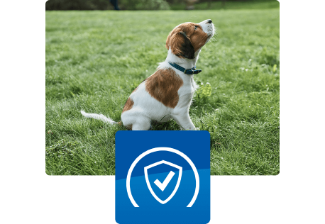 Szczeniak siedzący na zewnątrz