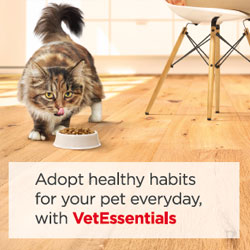 Consumer Leaflet Feline