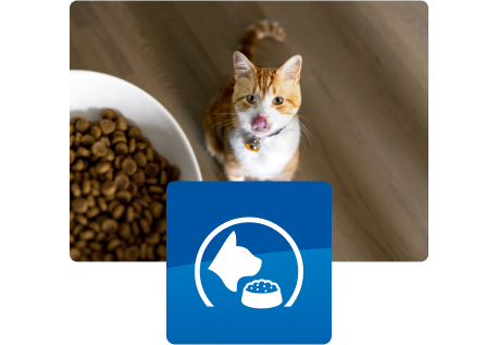 Kot patrzący na miskę z jedzeniem