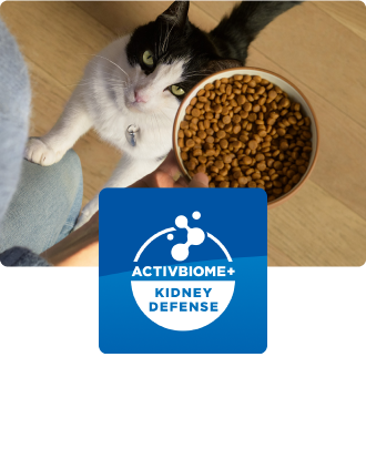 Kot patrzący na miskę z jedzeniem