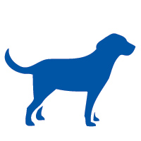 Zaburzenia pokarmowe – Psy